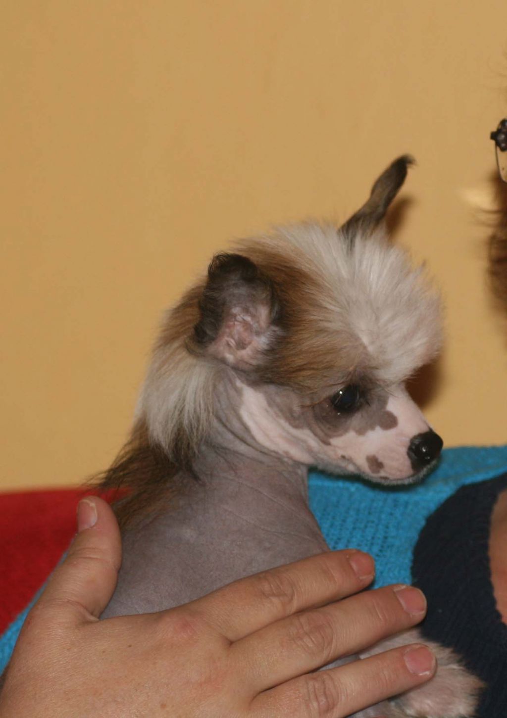 Qu-ya-va's Li Wu Zao