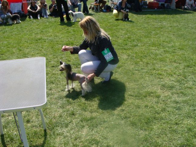 Singa z Jastrzebiej Gory