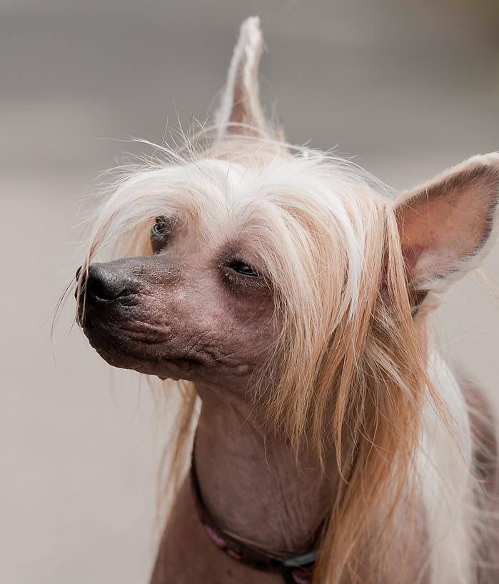 Darrby Plysovy pritel