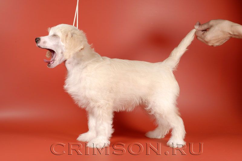 Rus Crimson Empaer Rafaello