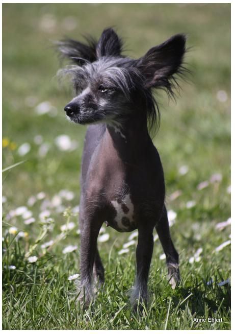 May's mile Falabella