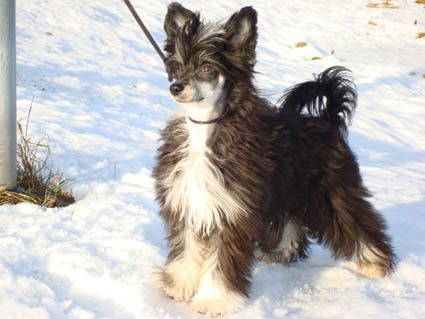 Carann's Flower Power