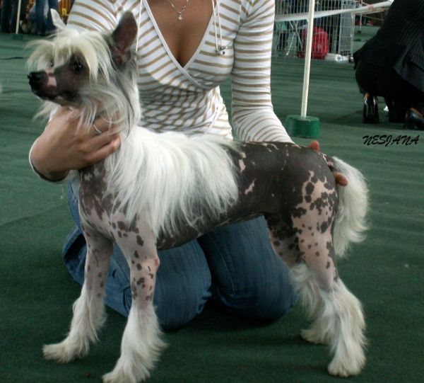 Beauti Princes Kolorowy Ogrod