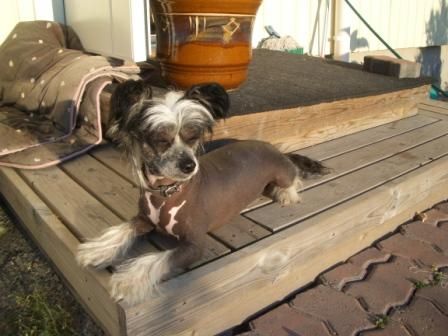 Shadowgame's HD Sportster