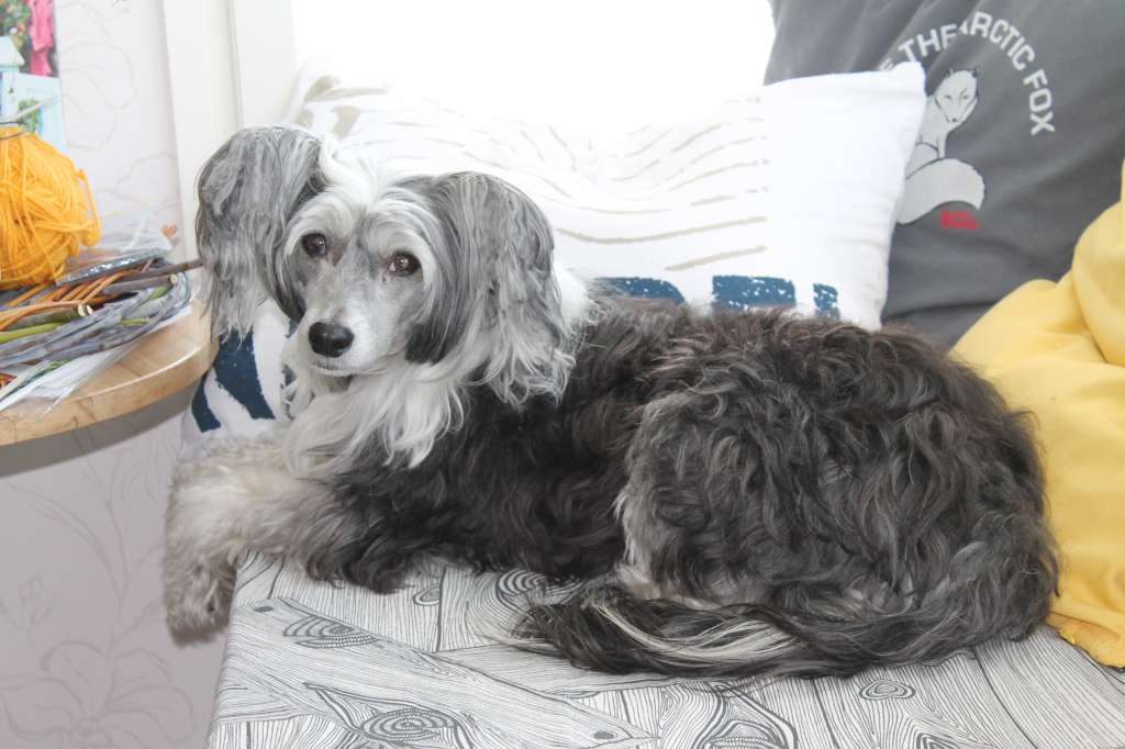 Pudervippans Tuffpuff