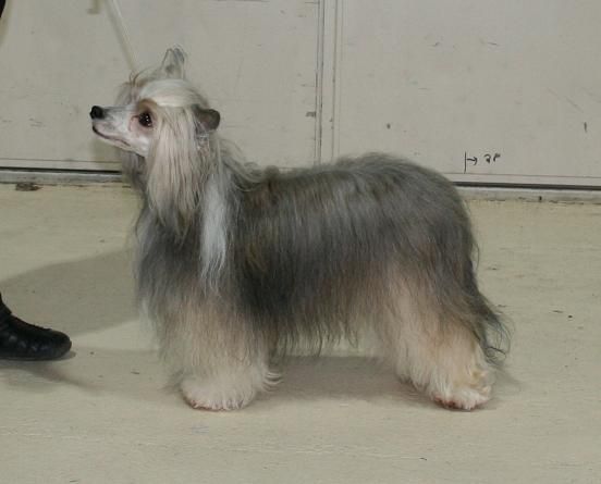 Pudervippans Tusensköna