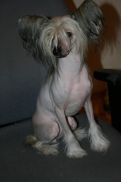 Pudervippans Tigerlilja