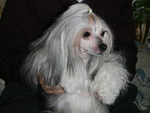 Pudervippans Lilleman