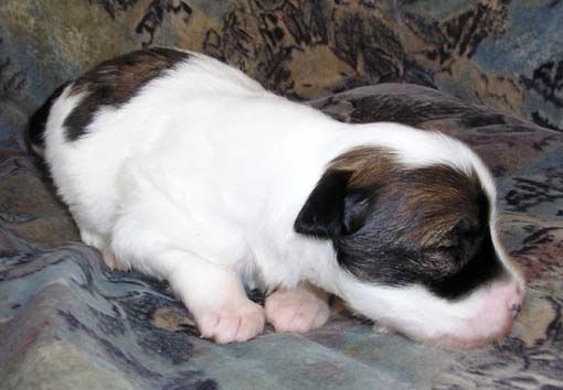 Mickey Mouse Of Roxy's Pride