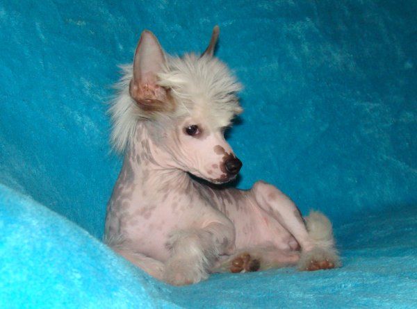 Sylvester Of Roxy's Pride