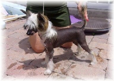 Flyin' Aces Hurry Home Honey