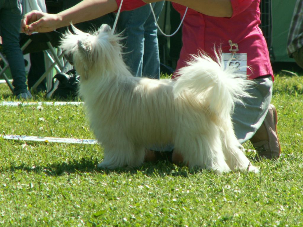 Bai Long's El Presidente