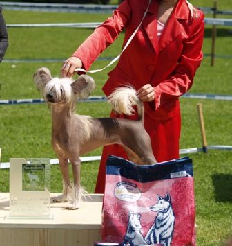 Shadow White Suzuki Hayabusa