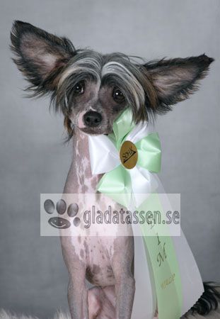 Dyrdal's Basic Instinct