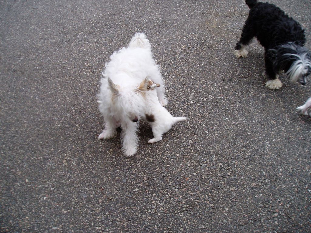 Sippelins Latest Flame