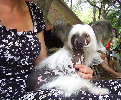 Alchemila Molis An-Fe-Chi