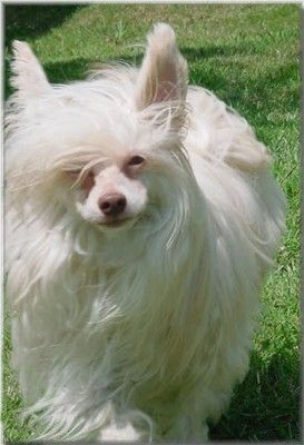 Sakkarra Kookoo For Koko Puffs !