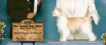 Crestyle Second Edition PP