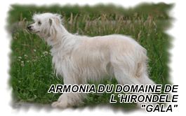 Armonia du domaine de l'hirondelle