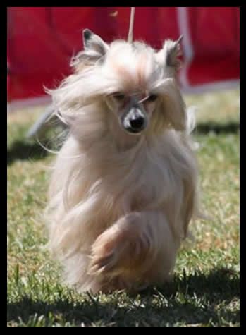 Ch, Bayson de Almamasan