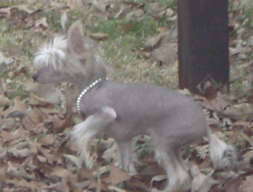 Sakkarra Hotdamn Here I Am !!