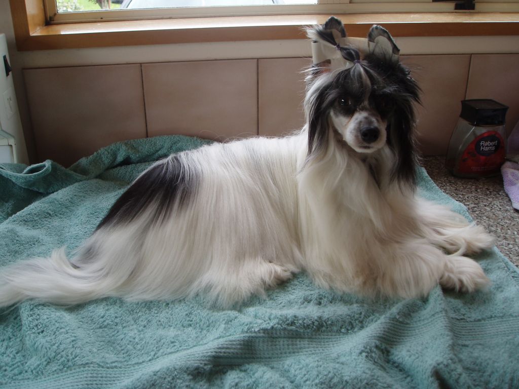 masquerade stairway t heaven at franzell