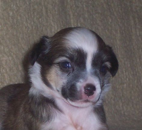 Nard Gavany's Bohemia