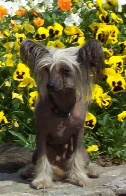 Tainaya  Neznakomka iz Jablonevogo Sada