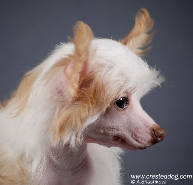 Angel Look Dashing Babe