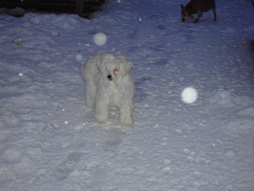 Chanell of Roxy's Pride