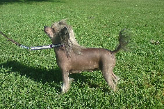 Tiqelins Beautiful Esmeralda