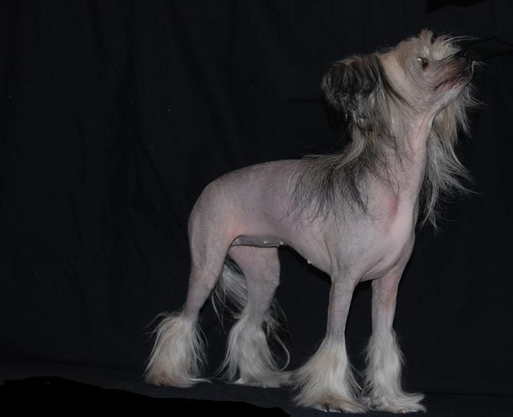 Angel of Rainbow's Amayzing Azaléa