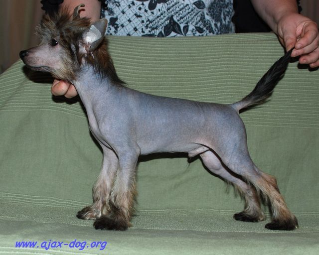 Ognennyj Elf iz Jablonevogo Sada