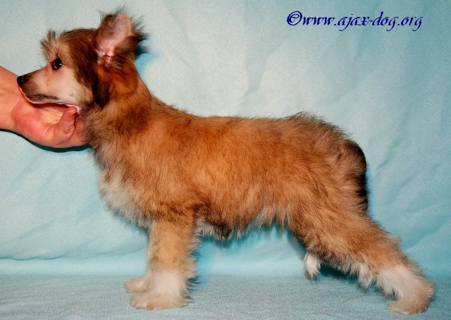 Prelest' iz Jablonevogo Sada 