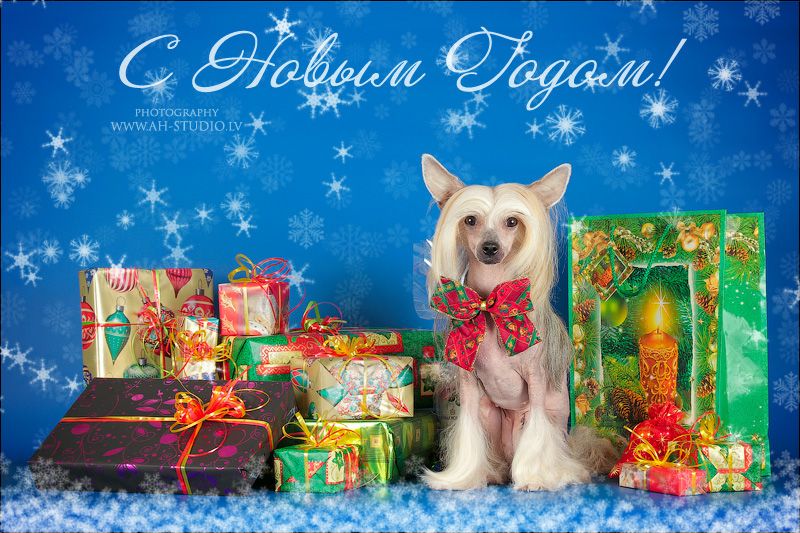 Romantika iz Jablonevogo Sada