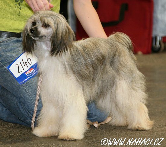 Carmen Divoky tymian