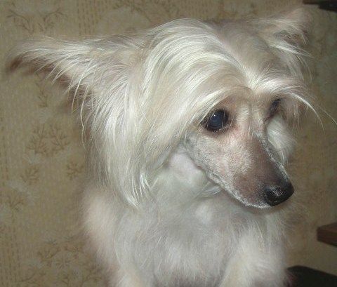 Ci-Ay Kristin Aimapy