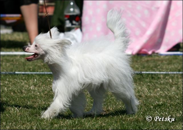 Smedbys Black Velvet