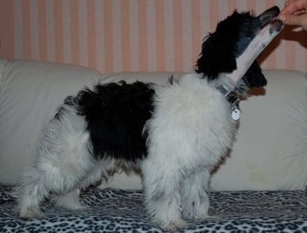 Joyway's Vampire Desmond