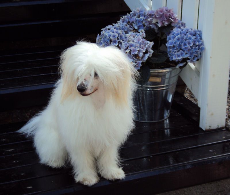 Joyway's Vampire Zante