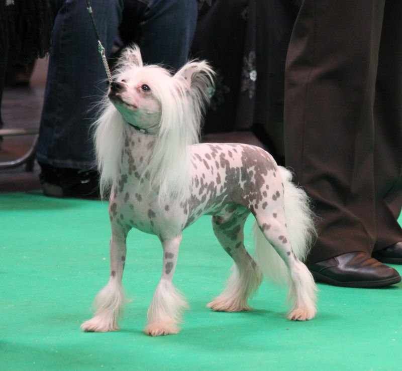 Joyway's Vampire Kiss for Zucci