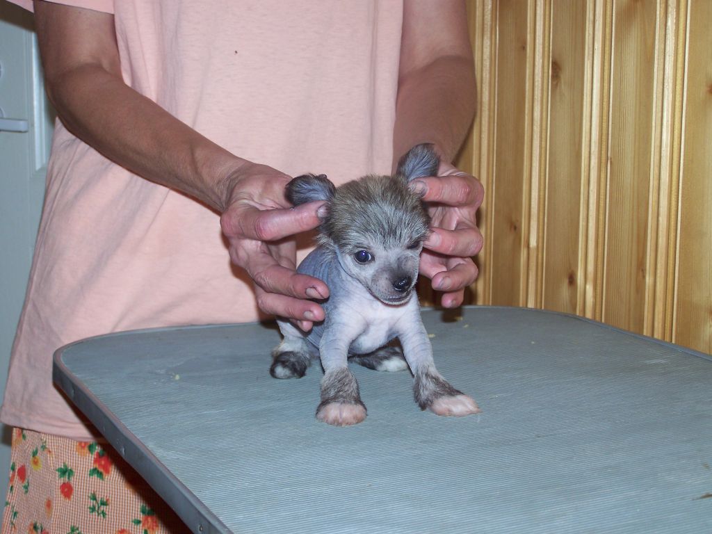 Kaunisvirran Ringa ruusunen