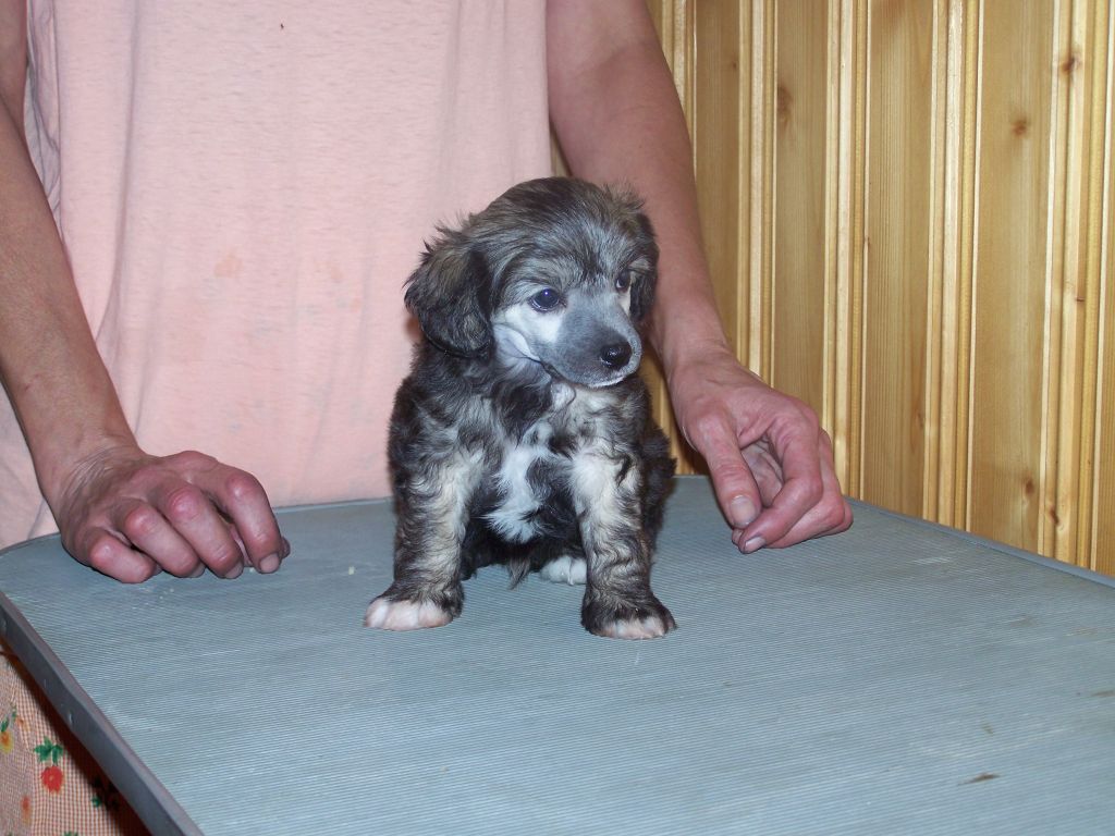 Kaunisvirran Ritari Rohkea