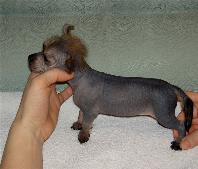 Cezar 