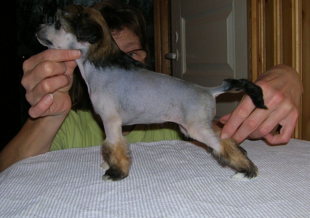 Kaunisvirran Tonic Beefeater