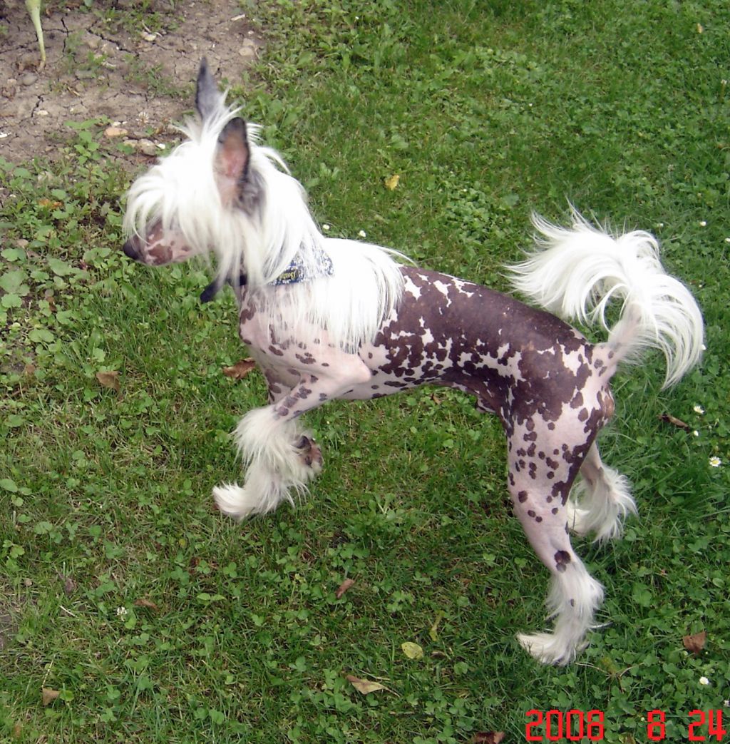 All Aristocrat Appleberry