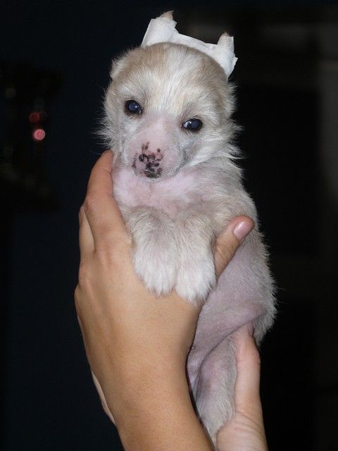 Grace Lord of the Dragon