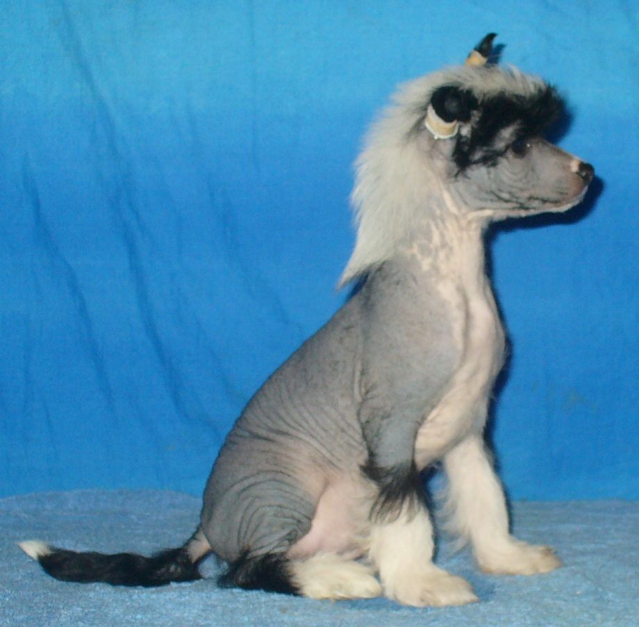 Fiorelino Armonia di Colori