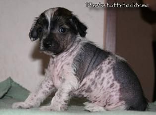 Bai Long's Freaky Friday