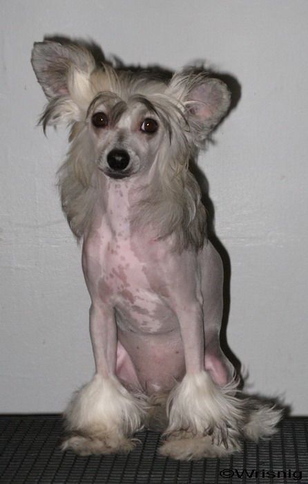 Twice as Nice Mezmerize